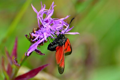 Buterterfly dsc_0055xpb