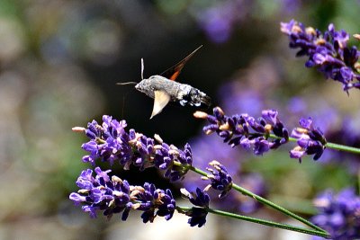 Hummingbird hawk-moth velerile DSC_0363xpb