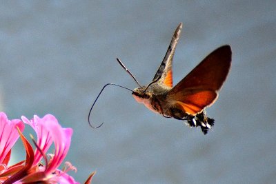 Hummingbird hawk-moth velerilec DSC_0522gpb