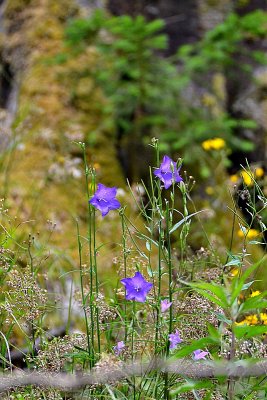 Medow  DSC_0746xpb