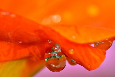 Summer drops DSC_0071xpb
