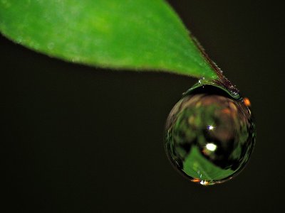 Drop DSCN8108xpb
