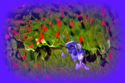Summer flowers through the water wall DSC_1047gpb