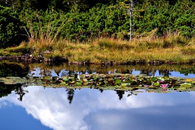 Ribnica lake DSC_0790xpb