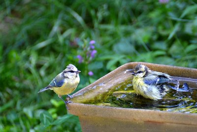 Blue tit cyanistes caeruleus plavček dsc_1035xgpb