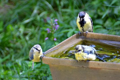 Tits dsc_1042xNpb