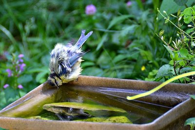 Blue tit cyanistes caeruleus plavček  dsc_1031xNpb