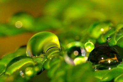 Jewels of the raindrops DSC_0070xgp