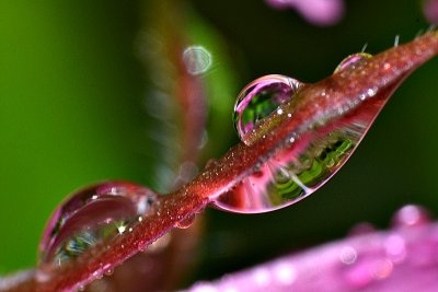 The mystic world in the rain drops DSC_0105gpb