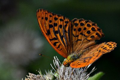 Argynnis paphia gospica DSC_0544xpb 