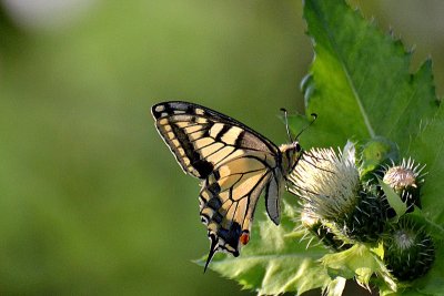 Swallowtail Papilio machaon lastovičar lastovičar  DSC_0139xpb