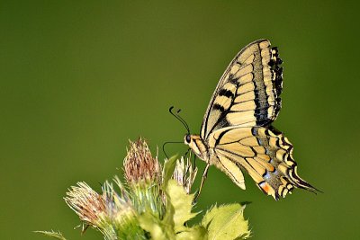 Swallowtail Papilio machaon lastovičar  DSC_0647xpb