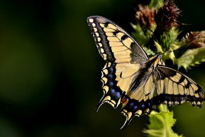 Swallowtail Papilio machaon lastovičar DSC_0433xpb