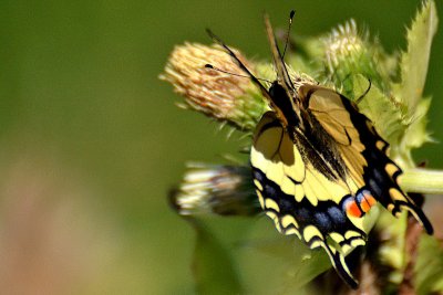 Swallowtail Papilio machaon lastovičar DSC_0629xpb