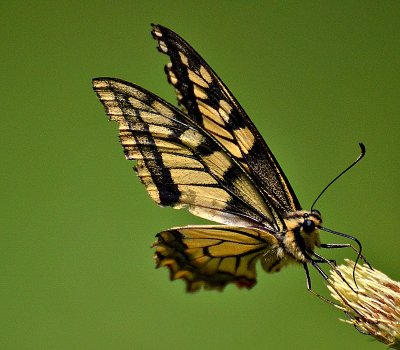 Swallowtail Papilio machaon lastoviča DSC_0532xNpb