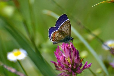 Polyommatus icarus modrin  & Red clover Trifolium pratense črna detelja DSC_0630xpb