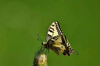 Swallowtail Papilio machaon lastovičar  DSC_1095xpb