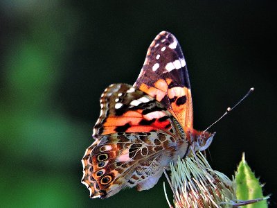 Butterfly  DSCN8976xpb