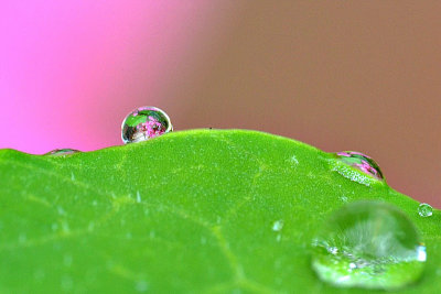 Drops DSC_0225gpb