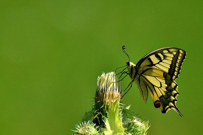 Swallowtail Papilio machaon lastovičar  DSC_1093xpb