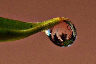 Drop DSC_0695xpb