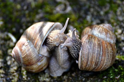 	Helix pomatia vrtni pol  DSC_0825xpb