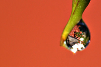 Drop with little white heart DSC_0728xgpb