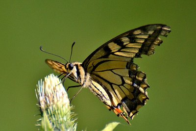 Swallowtail Papilio machaon lastovičar  DSC_0511xpb