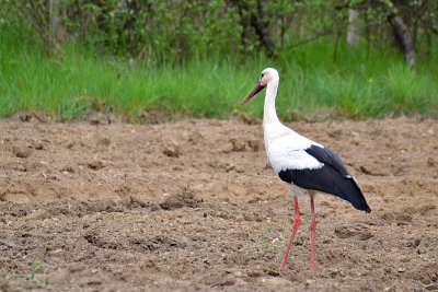 White Stork bela torklja  DSC_0460xpb