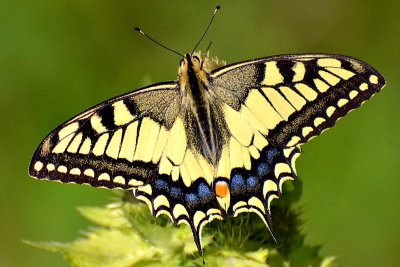 Swallowtail Papilio machaon lastovičar DSC_0475xpb