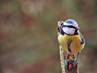 Blue tit cyanistes caeruleus  plavček  DSCN4840xpb