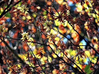 Autumn colors DSCN9283gpb