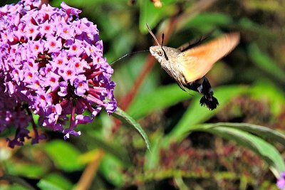 Hummingbird hawk-moth velerilec  DSCN9351xpb