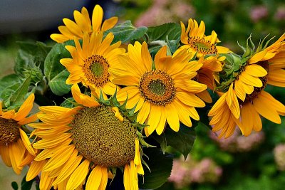 The sunflowers DSC_1259xpb