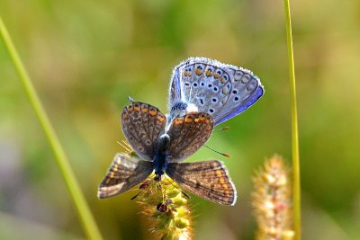 Polyommatus icarus modrin  dsc_0983xpb