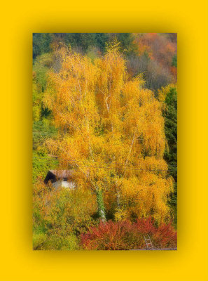 Autumn Birches  DSC_0859gipb