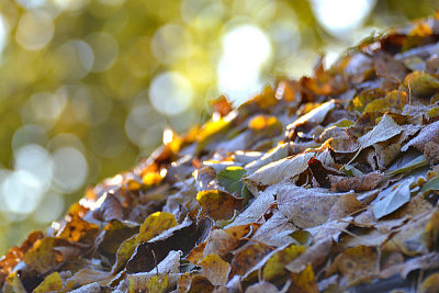 Frost in Autumn 02nov 2015 DSC_0037gpb