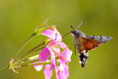 Hummingbird hawk-moth velerilec  06nov 2015  DSC_0495gNpb