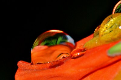 Summer drops DSC_0183xpb