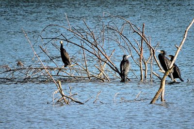 Cormorants on the blue river DSCN0879xpb