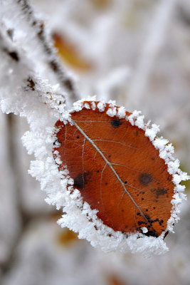 Frost and mist dsc_ 0347zgp