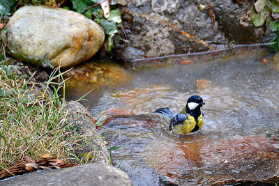 Bothering  in the  ice cold  water   DSC_1017x23012016Npb