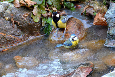 Tits on the ice  DSC_0908x2212016