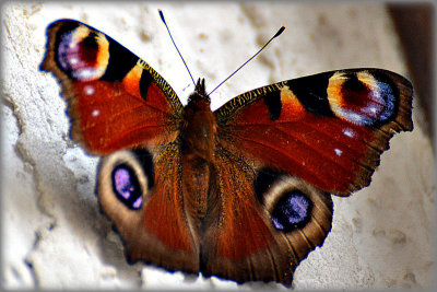 Inachis io dnevni pavlinček DSC_1145x31012016xpb