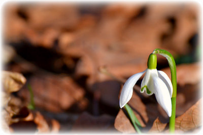 Common snowdrop Galanthus nivalis mali zvonček DSC_1196x01022016pb