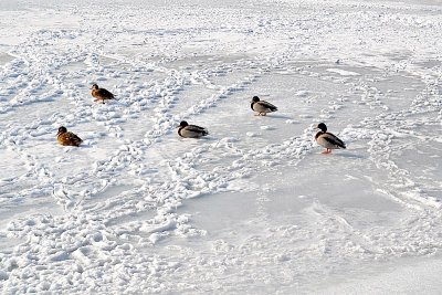 Ducks on ice of river dsc_0557xNpb