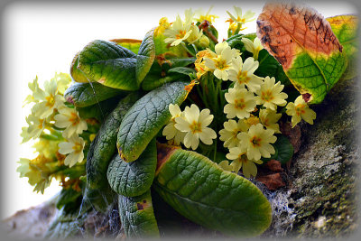 Primrose Primula vulgaris trobentica   DSC_1151x31012016pb