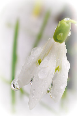 Common snowdrop Galanthus nivalis mali zvonček  DSC_0504g17022016pb