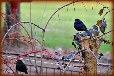 Turdus merula  kos   DSC_0904g24022016pb