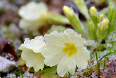 Primrose Primula vulgaris trobentica  DSC_0152x03032016pb
